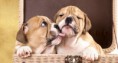 /album/cuarto-r-varios/d-058-par-de-perros-jpg/